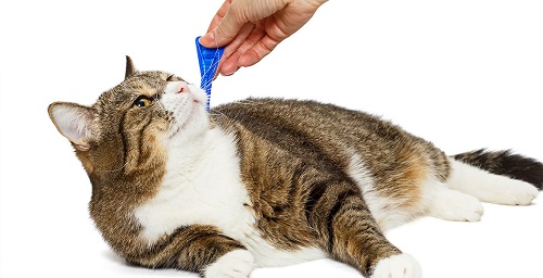 pipette antiparasitaire chat